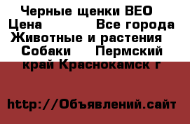 Черные щенки ВЕО › Цена ­ 5 000 - Все города Животные и растения » Собаки   . Пермский край,Краснокамск г.